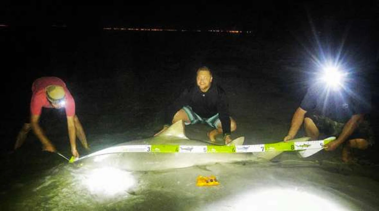 Land Shark Release Ruler - Image 3