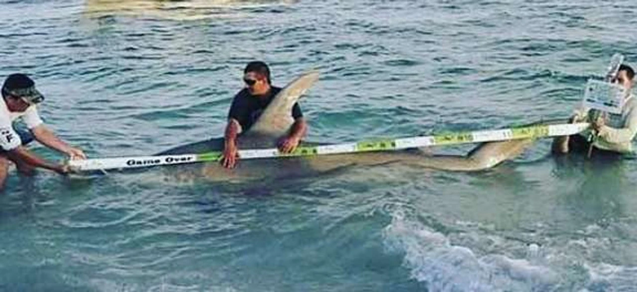 Land Shark Release Ruler - Image 4